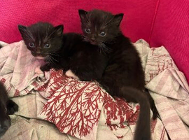 2 males 1 female