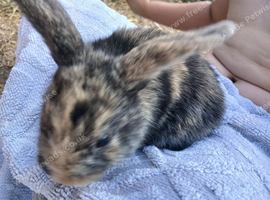 5 Plush lop x mix breed