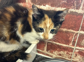 Beautiful kittens Available now