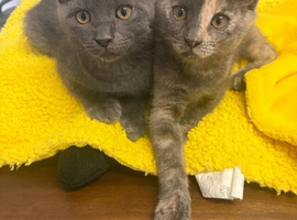 CUTE SCOTTISH FOLD KITTENS 12 WEEKS 2 left!