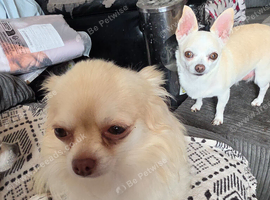 Chihuahua