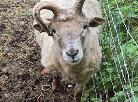 Hebridean cross tup