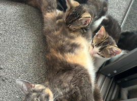 Beautiful Kittens