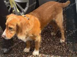 Male Cocker Spaniel For Stud