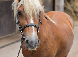 Unregistered 4yr Welsh Gelding
