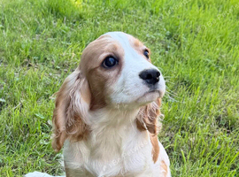 Blenheim cavalier boy pup