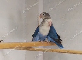 Pair love birds