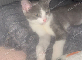 10 week old Grey & white female kitten NEEDS A HOME