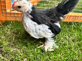 Pekin Bantam chicks x 6 &pound;15 per chick