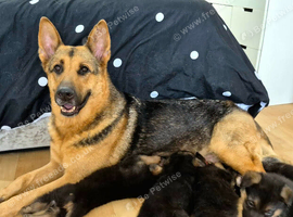 Beautiful Straight Backed German Shepherds