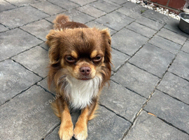russian line male chihuahua