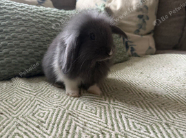 Mini lion lop