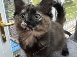 Kittens