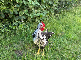 9 Week old Exchequer Leghorn (Male)