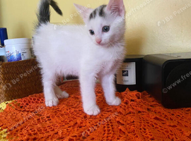 1 lovely kitten looking for her forever home