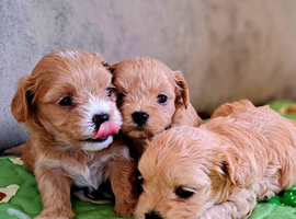 F1 teacup asian Maltipoo