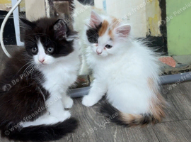 kittens