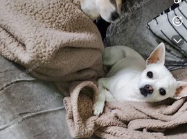 Chihuahua puppies