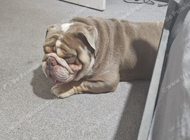 Home needed for my boy