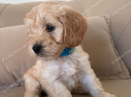 Miniature cockapoo s only 4 left