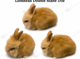 Dm lionhead Doe
