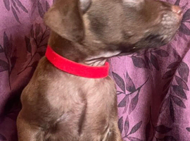 Patterdale Terrier puppies