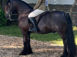 Top class safe and sensible 9yr old reg fell gelding