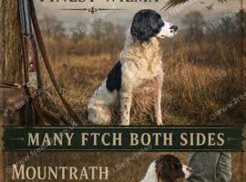 Kc reg springer spaniels