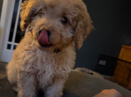 Ready to collect miniature multigenerational Labradoodle Puppies for Sale