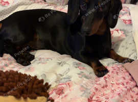 Dachshund stud
