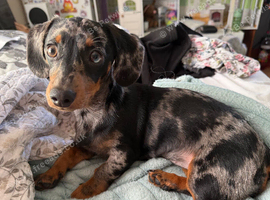 Beautiful 8 months old mini Daschund needs a home asap