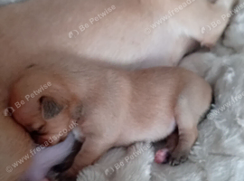 3 days old beautiful chuiahuia puppies