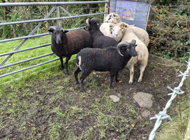Tups for sale