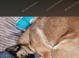 Stunning 6yr old gsd x mallinos