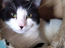 Bonded cats female and male father and daughter