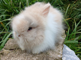 Stunning DM Lionhead baby rabbits