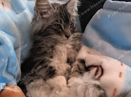 Selling my 8 month old cat