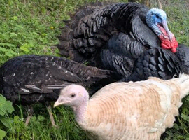 Turkey hatching eggs