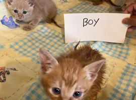 Ginger male kittens 8 weeks old