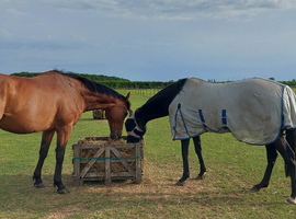 8yrs old, gelding.