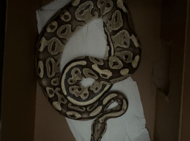 Looking for a viv for my ball python