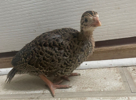 Young Guinea fowl