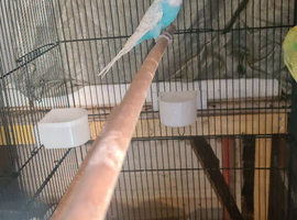 Budgies