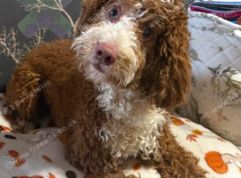 F1 mini cockapoo 10 month old deep fox red and white boy