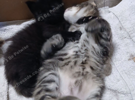 Maine Coon Kittens For Sale Ready Now