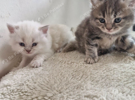 Beautiful British short haired cross kittens for sale