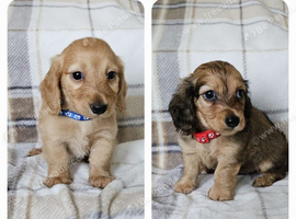 2 beautiful long haired mini dachshunds