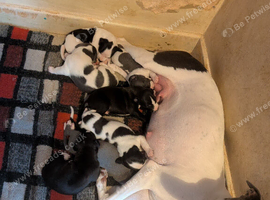 KC Registered Whippet Puppies &ndash; 4 Boys & 3 Girls &ndash; Now Born & Ready to Reserve