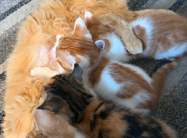 4 Adorable kittens 3 male 1 female
