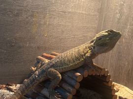 4 year old bearded dragon